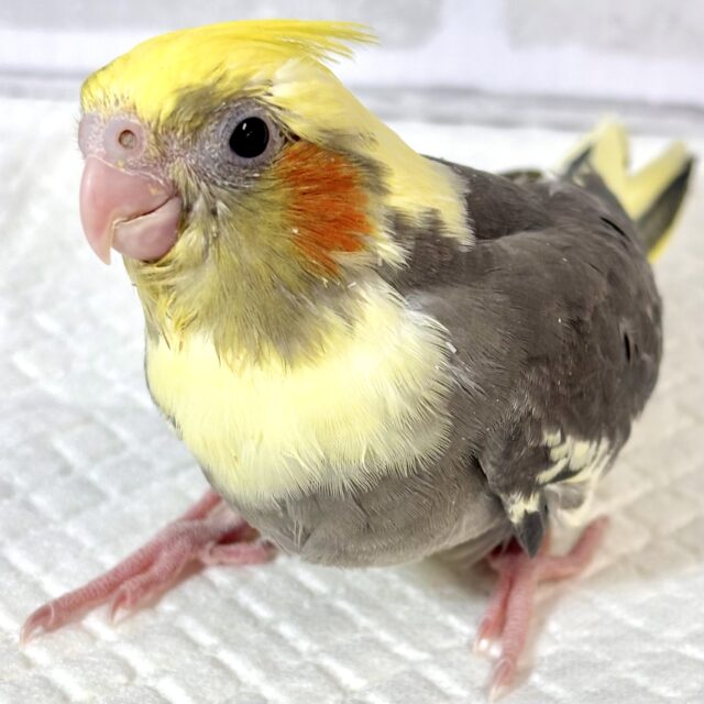 オカメインコ パイド ‎🤍🖤💛‪🧡‬‪