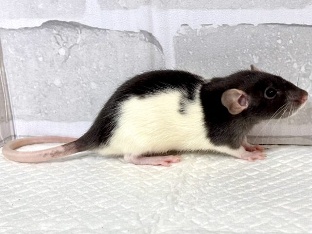 ファンシーラットちゃん女の子🎀2匹来てくれました〜🐁.☆.。.:*・° ファンシーラット