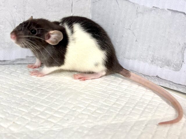 ファンシーラットちゃん女の子🎀2匹来てくれました〜🐁.☆.。.:*・° ファンシーラット