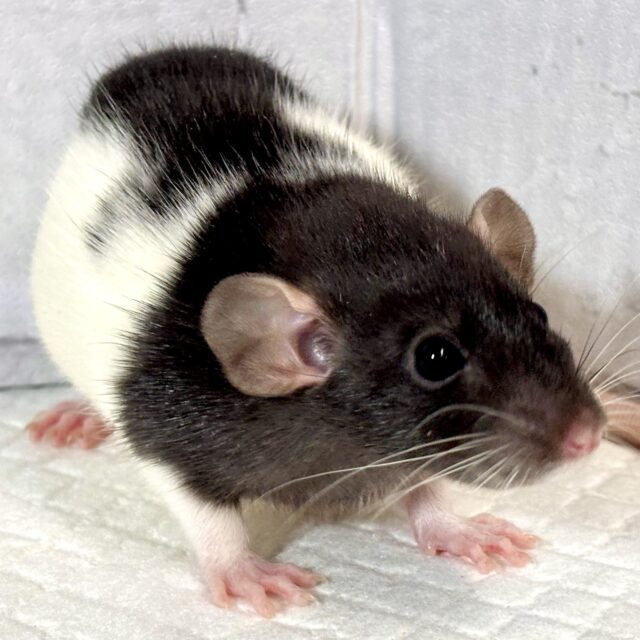 ファンシーラットちゃん女の子🎀2匹来てくれました〜🐁.☆.。.:*・° ファンシーラット