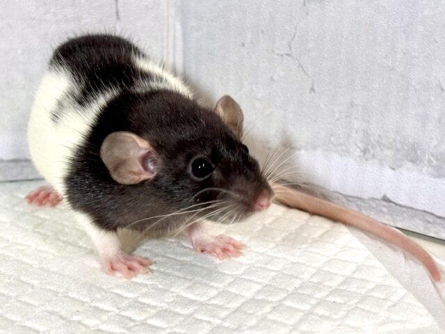 ファンシーラットちゃん女の子🎀2匹来てくれました〜🐁.☆.。.:*・° ファンシーラット