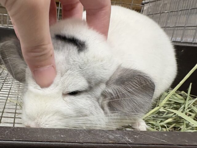 【最新画像更新🪄︎︎✨】可愛さフル稼働❣️もふっとまんまるチンチラちゃん(パイド)女の子 チンチラ