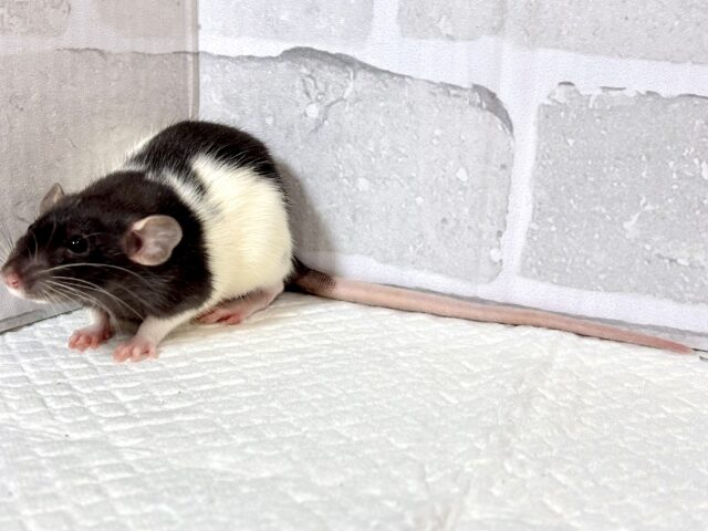 ファンシーラットちゃん女の子🎀2匹来てくれました〜🐁.☆.。.:*・° ファンシーラット