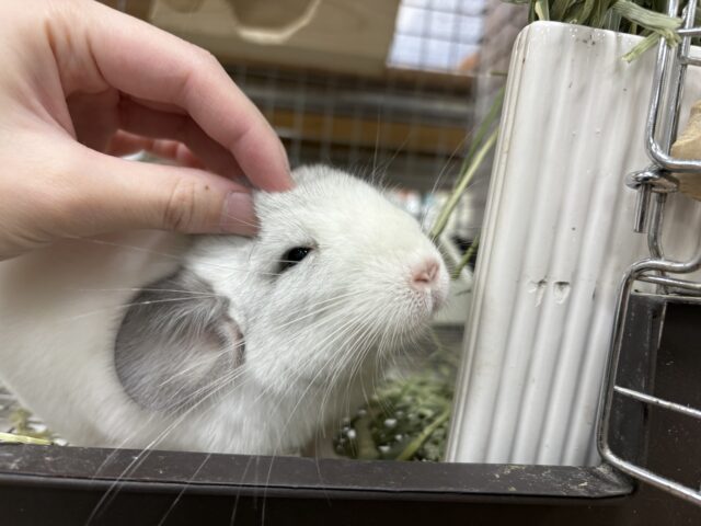 【最新画像更新🪄︎︎✨】可愛さフル稼働❣️もふっとまんまるチンチラちゃん(パイド)女の子 チンチラ