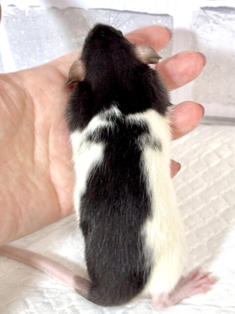 ファンシーラットちゃん女の子🎀2匹来てくれました〜🐁.☆.。.:*・° ファンシーラット