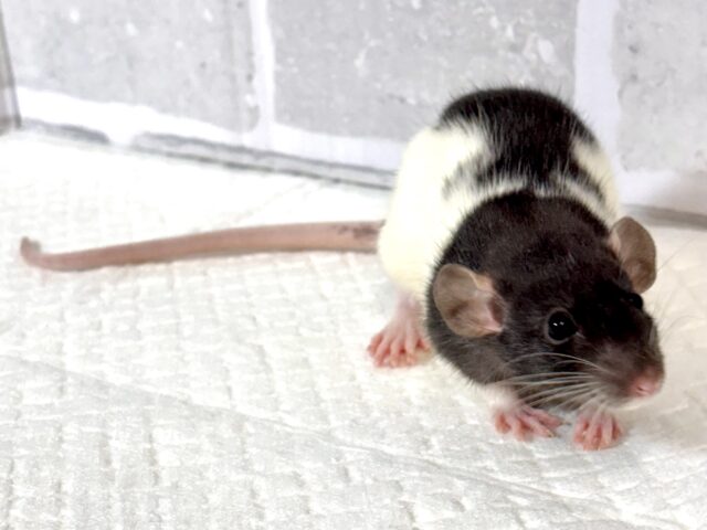 ファンシーラットちゃん女の子🎀2匹来てくれました〜🐁.☆.。.:*・° ファンシーラット