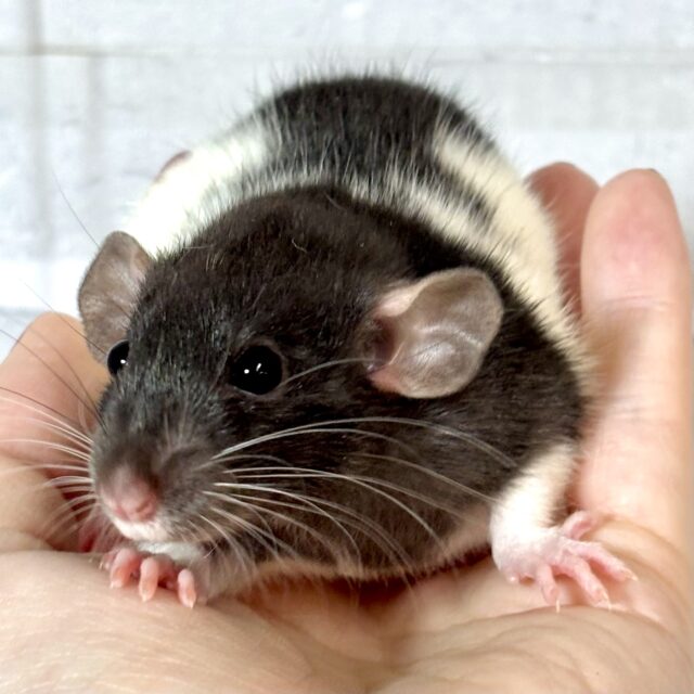 ファンシーラットちゃん女の子🎀2匹来てくれました〜🐁.☆.。.:*・° ファンシーラット