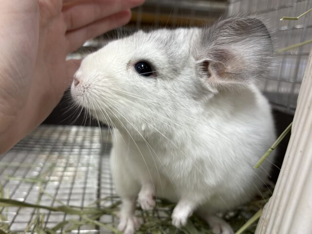 【最新画像更新🪄︎︎✨】可愛さフル稼働❣️もふっとまんまるチンチラちゃん(パイド)女の子 チンチラ