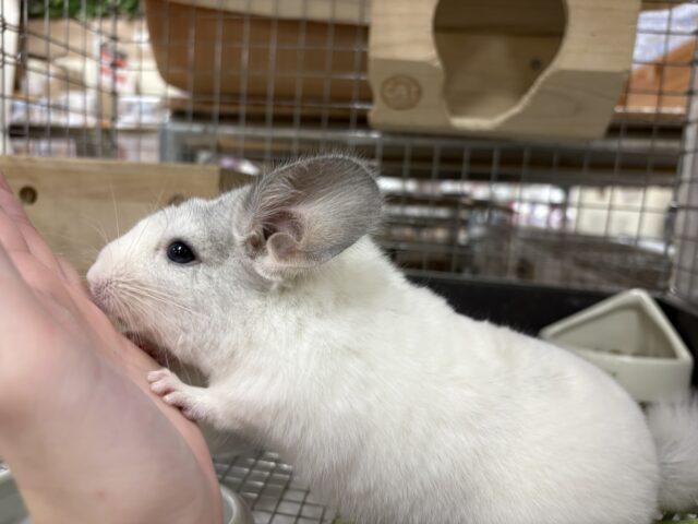 【最新画像更新🪄︎︎✨】可愛さフル稼働❣️もふっとまんまるチンチラちゃん(パイド)女の子 チンチラ