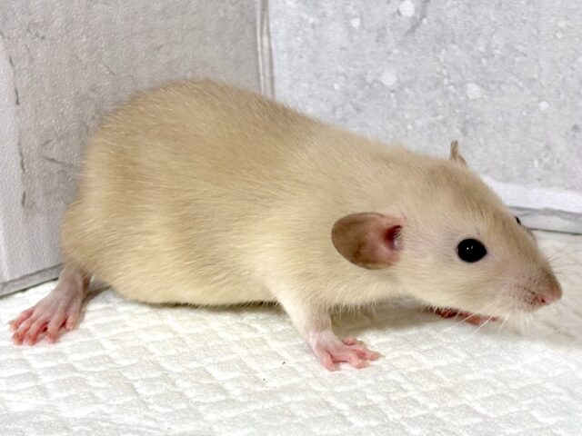 ファンシーラット