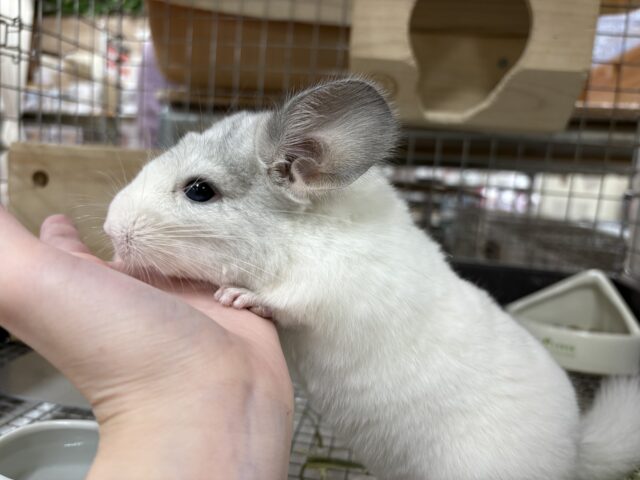 【最新画像更新🪄︎︎✨】可愛さフル稼働❣️もふっとまんまるチンチラちゃん(パイド)女の子 チンチラ