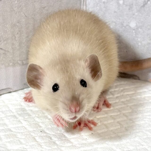 ファンシーラットちゃん女の子🎀2匹来てくれました〜🐁.☆.。.:*・° ファンシーラット