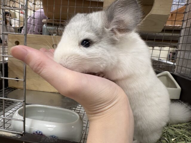 【最新画像更新🪄︎︎✨】可愛さフル稼働❣️もふっとまんまるチンチラちゃん(パイド)女の子 チンチラ