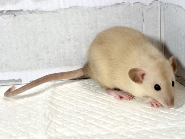 ファンシーラット