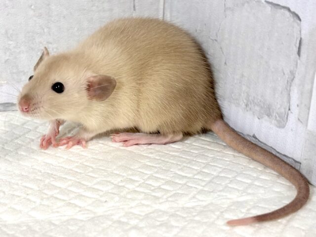 ファンシーラット