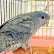 【最新画像・動画更新🪄】深みブルーが魅力的🐥🌊💙サザナミインコ(コバルト)