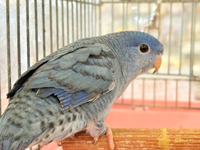 【最新画像・動画更新🪄】深みブルーが魅力的🐥🌊💙サザナミインコ(コバルト) 【最新画像・動画更新🪄】深みブルーが魅力的🐥🌊💙サザナミインコ(コバルト)