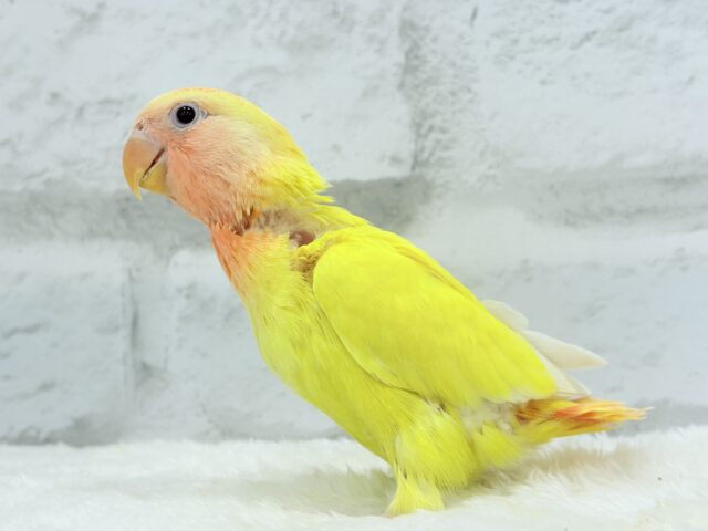 コザクラインコ（小桜インコ）