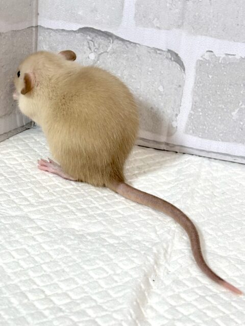 ファンシーラット