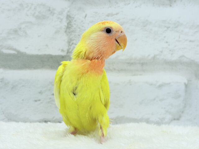 コザクラインコ（小桜インコ）