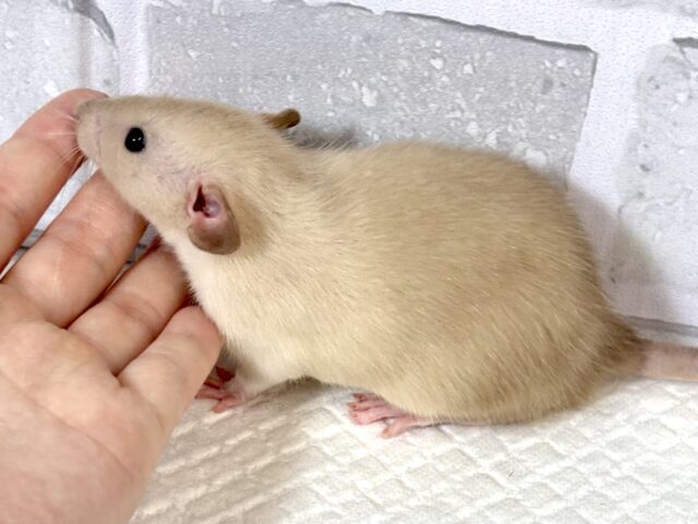 ファンシーラット