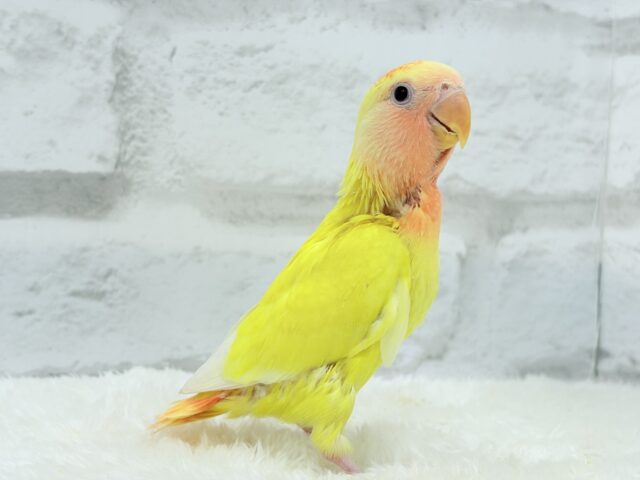 コザクラインコ（小桜インコ）