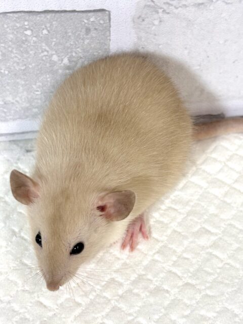 ファンシーラット