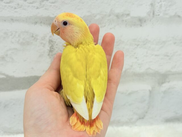 コザクラインコ（小桜インコ）