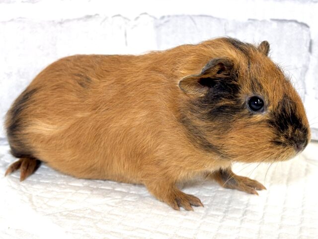 イングリッシュモルモット