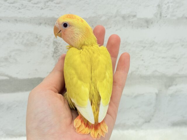 コザクラインコ（小桜インコ）
