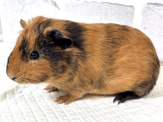 イングリッシュモルモット