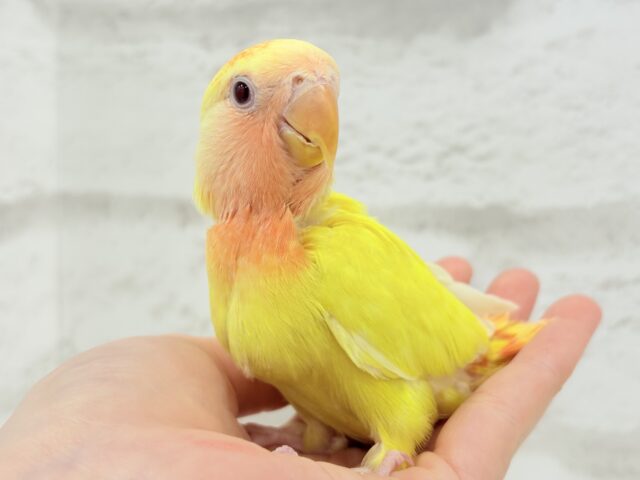 コザクラインコ（小桜インコ）