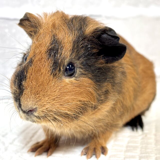 イングリッシュモルモット 男の子 ライトブラウン×ブラック 🤎×🖤⟡.·*.