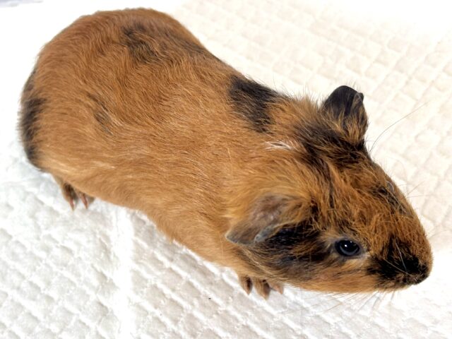 イングリッシュモルモット