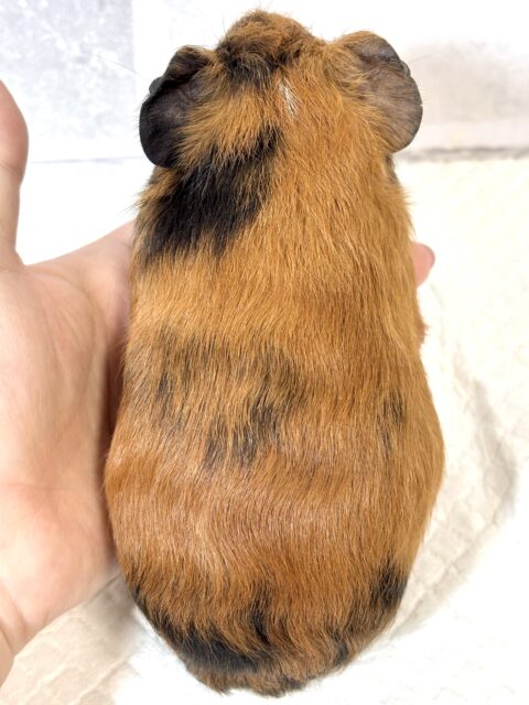 イングリッシュモルモット