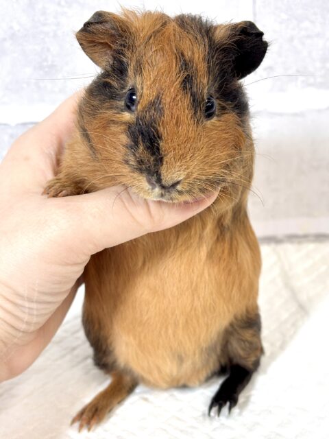 イングリッシュモルモット