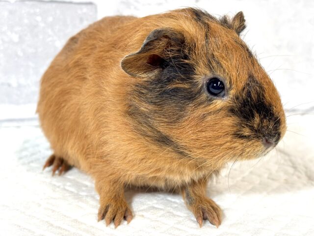 イングリッシュモルモット 男の子 ライトブラウン×ブラック 🤎×🖤⟡.·*. イングリッシュモルモット