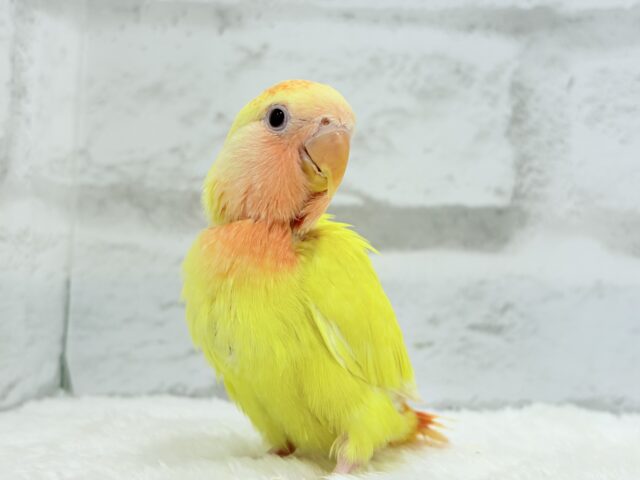 コザクラインコ（小桜インコ）