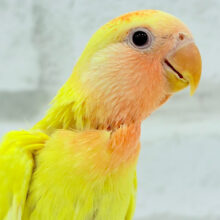 【最新画像更新🪄】紅葉感じる色味の子🐣🍁コザクラインコ(ルチノーオパーリン) ヒナ