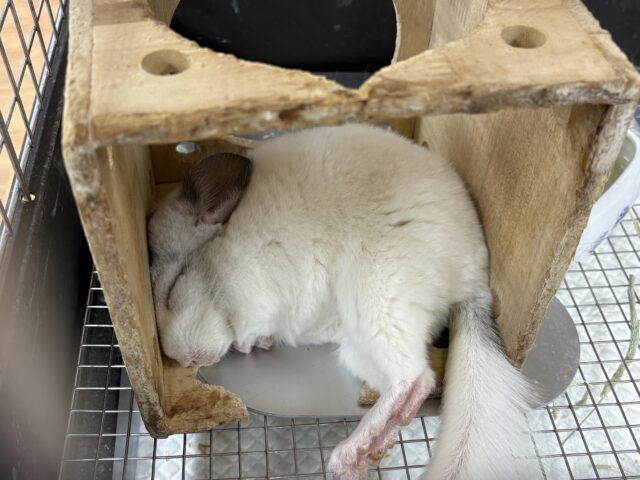 【最新画像更新🪄︎︎✨】可愛さフル稼働❣️もふっとまんまるチンチラちゃん(パイド)女の子 チンチラ