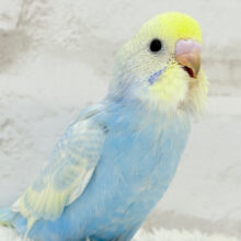 【最新画像更新🪄】にこにこ♡ハッピーフェイス♬セキセイインコ(パステルレインボー) ヒナ