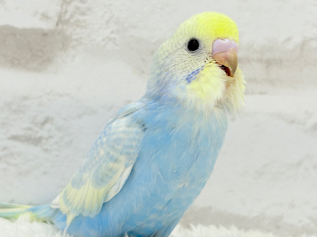 【最新画像更新🪄】にこにこ♡ハッピーフェイス♬セキセイインコ(パステルレインボー) ヒナ