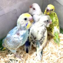 晩秋の折🍁セキセイインコちゃんず来てくれました〜🍁🍄🌰