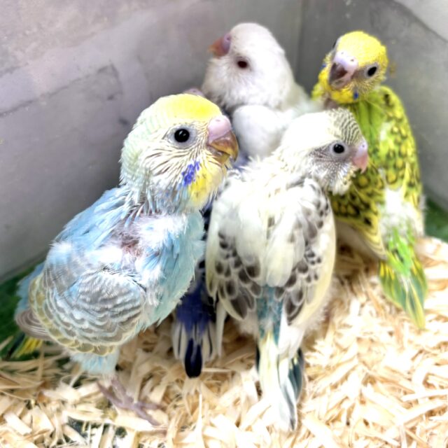 晩秋の折🍁セキセイインコちゃんず来てくれました〜🍁🍄🌰 セキセイインコ