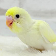 【最新画像更新🪄】レモンホイップクリーム🐣🧁セキセイインコ(クリーム) ヒナ