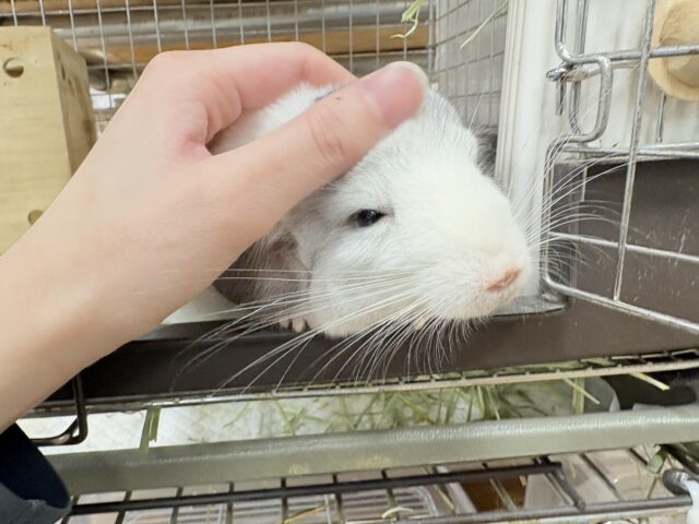 【最新画像更新🪄︎︎✨】可愛さフル稼働❣️もふっとまんまるチンチラちゃん(パイド)女の子 チンチラ