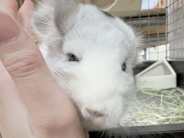 【最新画像更新🪄︎︎✨】可愛さフル稼働❣️もふっとまんまるチンチラちゃん(パイド)女の子 チンチラ