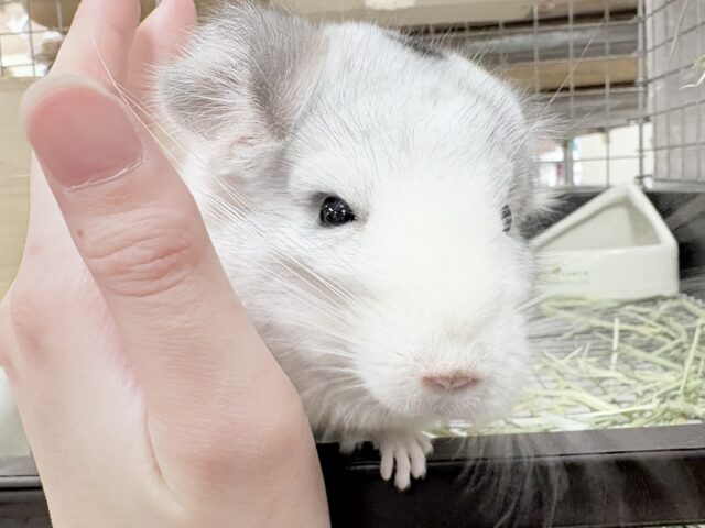 【最新画像更新🪄︎︎✨】可愛さフル稼働❣️もふっとまんまるチンチラちゃん(パイド)女の子 チンチラ