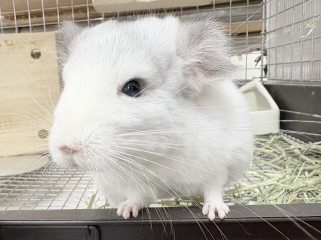 【最新画像更新🪄︎︎✨】可愛さフル稼働❣️もふっとまんまるチンチラちゃん(パイド)女の子 チンチラ