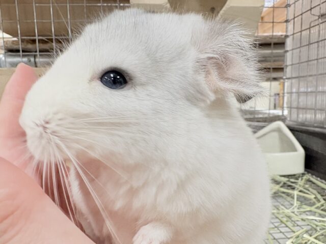 【最新画像更新🪄︎︎✨】可愛さフル稼働❣️もふっとまんまるチンチラちゃん(パイド)女の子 チンチラ